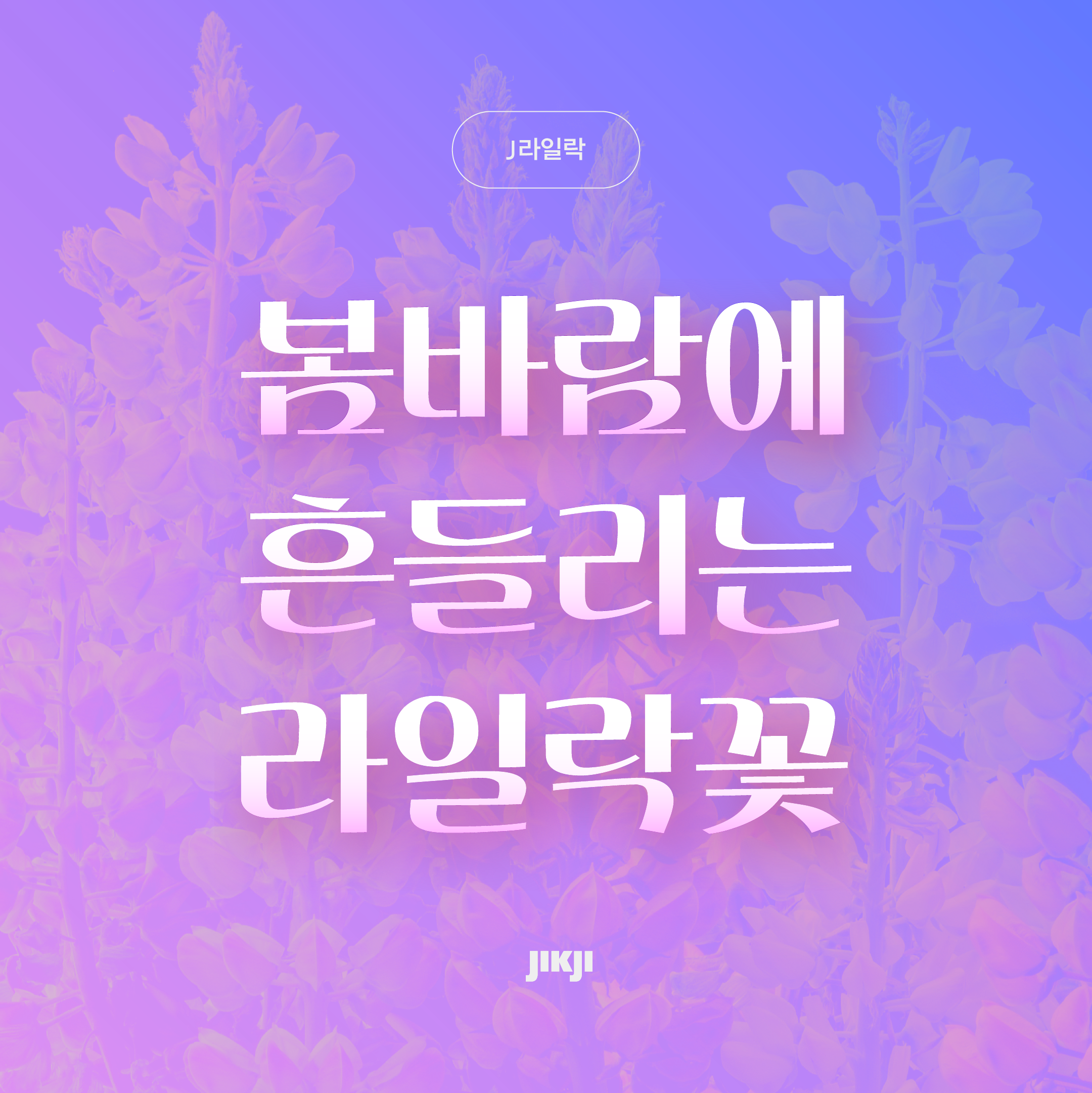 J라일락 관련 이미지